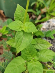 Asystasia intrusa