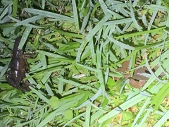 Creaserinus hedgpethi