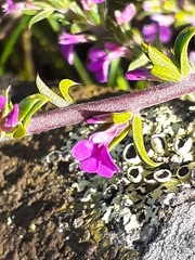 Muraltia macropetala