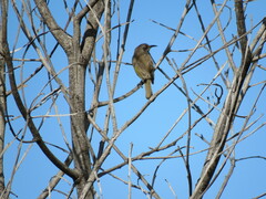 Lichmera indistincta