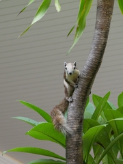 Callosciurus finlaysonii