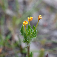 Zaluzianskya divaricata