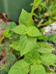Asystasia intrusa