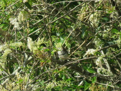 Stizoptera bichenovii