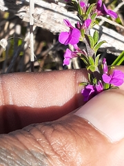 Muraltia macropetala