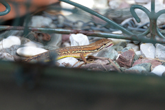 Takydromus tachydromoides