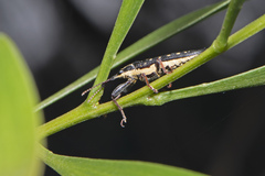 Rhinotia lineata