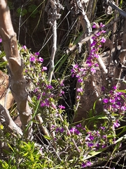 Muraltia macropetala