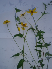 Bidens serrulata