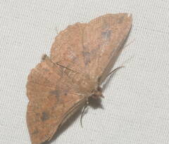 Scotorythra corticea