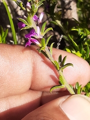 Muraltia macropetala