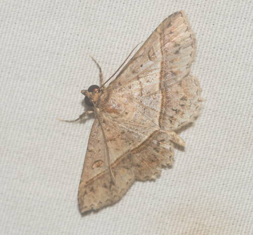 Moth