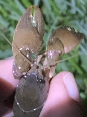 Creaserinus hedgpethi