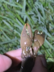 Creaserinus hedgpethi