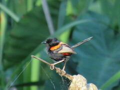 Malurus melanocephalus