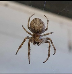 Larinioides ixobolus