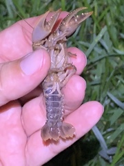 Creaserinus hedgpethi