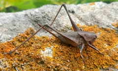 Thyreonotus corsicus