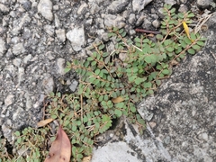 Euphorbia thymifolia