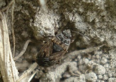 Trapezonotus arenarius