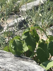 Toxicodendron rydbergii