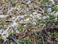 Micromyrtus ciliata