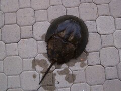 Limulus polyphemus
