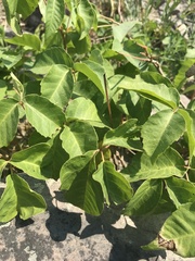 Toxicodendron rydbergii