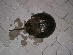 Limulus polyphemus