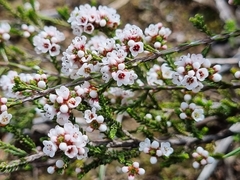 Micromyrtus ciliata