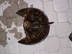 Limulus polyphemus