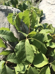 Toxicodendron rydbergii