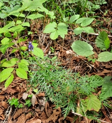 Aconitum angustifolium