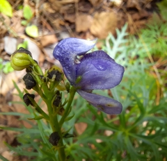 Aconitum angustifolium