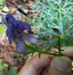 Aconitum angustifolium