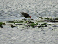 Irediparra gallinacea