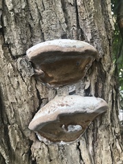 Phellinus