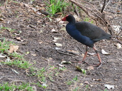 Porphyrio melanotus