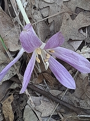 Colchicum lusitanum