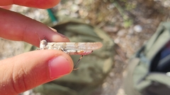 Sphingonotus caerulans