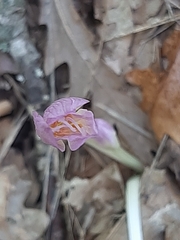 Colchicum lusitanum