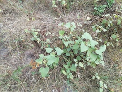 Xanthium orientale riparium