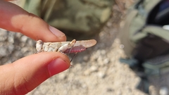 Sphingonotus caerulans