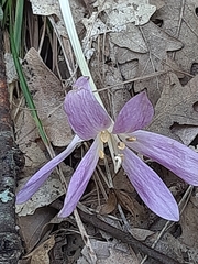 Colchicum lusitanum
