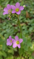 Oxalis latifolia