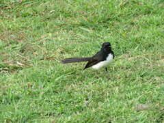 Rhipidura leucophrys