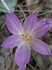 Colchicum lusitanum