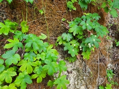 Astrantia carniolica