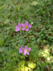 Oxalis latifolia