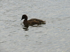 Aythya australis